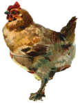 hen